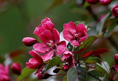 Güneşli bir bahar gününde, elma ağaçları, kiraz ağaçları, leylaklar, kırmızı, sarı ve ozan laleleri çiçek açar, insanlar köpeklerle parkta yürür, kargalar çimenlerde toplanır, ördekler ve martılar yüzer, serçeler ılık suda yıkanır, ve parkın Lanthorn manzarası açılır