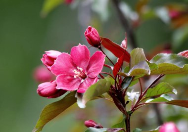 Güneşli bir bahar gününde, elma ağaçları, kiraz ağaçları, leylaklar, kırmızı, sarı ve ozan laleleri çiçek açar, insanlar köpeklerle parkta yürür, kargalar çimenlerde toplanır, ördekler ve martılar yüzer, serçeler ılık suda yıkanır, ve parkın Lanthorn manzarası açılır