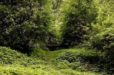 Güneşli bir bahar gününde, elma ağaçları, kiraz ağaçları, leylaklar, kırmızı, sarı ve ozan laleleri çiçek açar, insanlar köpeklerle parkta yürür, kargalar çimenlerde toplanır, ördekler ve martılar yüzer, serçeler ılık suda yıkanır, ve parkın Lanthorn manzarası açılır