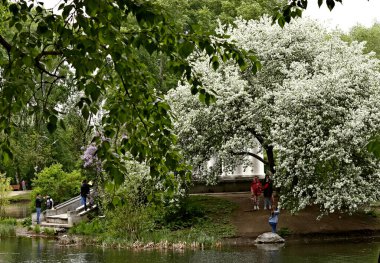 Güneşli bir bahar gününde, elma ağaçları, kiraz ağaçları, leylaklar, kırmızı, sarı ve ozan laleleri çiçek açar, insanlar köpeklerle parkta yürür, kargalar çimenlerde toplanır, ördekler ve martılar yüzer, serçeler ılık suda yıkanır, ve parkın Lanthorn manzarası açılır