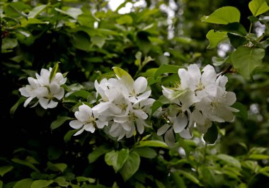 Güneşli bir bahar gününde, elma ağaçları, kiraz ağaçları, leylaklar, kırmızı, sarı ve ozan laleleri çiçek açar, insanlar köpeklerle parkta yürür, kargalar çimenlerde toplanır, ördekler ve martılar yüzer, serçeler ılık suda yıkanır, ve parkın Lanthorn manzarası açılır