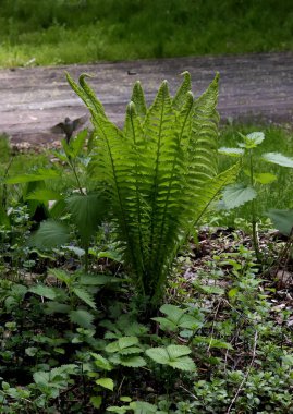 Güneşli bir bahar gününde, elma ağaçları, kiraz ağaçları, leylaklar, kırmızı, sarı ve ozan laleleri çiçek açar, insanlar köpeklerle parkta yürür, kargalar çimenlerde toplanır, ördekler ve martılar yüzer, serçeler ılık suda yıkanır, ve parkın Lanthorn manzarası açılır