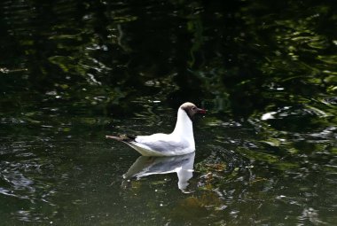 Güneşli bir bahar gününde, elma ağaçları, kiraz ağaçları, leylaklar, kırmızı, sarı ve ozan laleleri çiçek açar, insanlar köpeklerle parkta yürür, kargalar çimenlerde toplanır, ördekler ve martılar yüzer, serçeler ılık suda yıkanır, ve parkın Lanthorn manzarası açılır