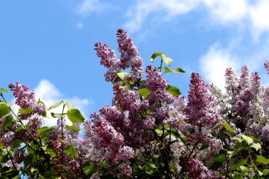 Güneşli bir bahar gününde, elma ağaçları, kiraz ağaçları, leylaklar, kırmızı, sarı ve ozan laleleri çiçek açar, insanlar köpeklerle parkta yürür, kargalar çimenlerde toplanır, ördekler ve martılar yüzer, serçeler ılık suda yıkanır, ve parkın Lanthorn manzarası açılır