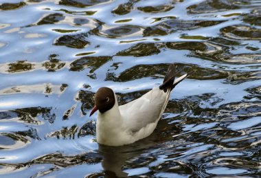 Güneşli bir bahar gününde, elma ağaçları, kiraz ağaçları, leylaklar, kırmızı, sarı ve ozan laleleri çiçek açar, insanlar köpeklerle parkta yürür, kargalar çimenlerde toplanır, ördekler ve martılar yüzer, serçeler ılık suda yıkanır, ve parkın Lanthorn manzarası açılır