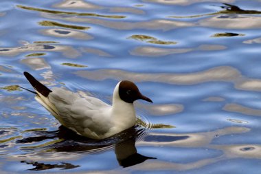 Güneşli bir bahar gününde, elma ağaçları, kiraz ağaçları, leylaklar, kırmızı, sarı ve ozan laleleri çiçek açar, insanlar köpeklerle parkta yürür, kargalar çimenlerde toplanır, ördekler ve martılar yüzer, serçeler ılık suda yıkanır, ve parkın Lanthorn manzarası açılır