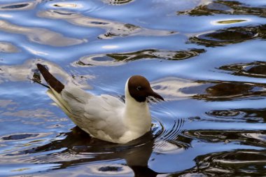 Güneşli bir bahar gününde, elma ağaçları, kiraz ağaçları, leylaklar, kırmızı, sarı ve ozan laleleri çiçek açar, insanlar köpeklerle parkta yürür, kargalar çimenlerde toplanır, ördekler ve martılar yüzer, serçeler ılık suda yıkanır, ve parkın Lanthorn manzarası açılır