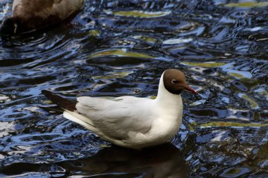 Güneşli bir bahar gününde, elma ağaçları, kiraz ağaçları, leylaklar, kırmızı, sarı ve ozan laleleri çiçek açar, insanlar köpeklerle parkta yürür, kargalar çimenlerde toplanır, ördekler ve martılar yüzer, serçeler ılık suda yıkanır, ve parkın Lanthorn manzarası açılır