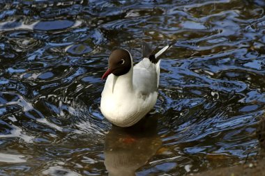 Güneşli bir bahar gününde, elma ağaçları, kiraz ağaçları, leylaklar, kırmızı, sarı ve ozan laleleri çiçek açar, insanlar köpeklerle parkta yürür, kargalar çimenlerde toplanır, ördekler ve martılar yüzer, serçeler ılık suda yıkanır, ve parkın Lanthorn manzarası açılır