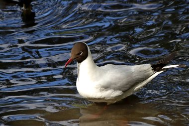 Güneşli bir bahar gününde, elma ağaçları, kiraz ağaçları, leylaklar, kırmızı, sarı ve ozan laleleri çiçek açar, insanlar köpeklerle parkta yürür, kargalar çimenlerde toplanır, ördekler ve martılar yüzer, serçeler ılık suda yıkanır, ve parkın Lanthorn manzarası açılır
