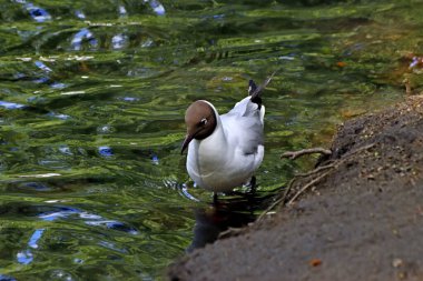 Güneşli bir bahar gününde, elma ağaçları, kiraz ağaçları, leylaklar, kırmızı, sarı ve ozan laleleri çiçek açar, insanlar köpeklerle parkta yürür, kargalar çimenlerde toplanır, ördekler ve martılar yüzer, serçeler ılık suda yıkanır, ve parkın Lanthorn manzarası açılır