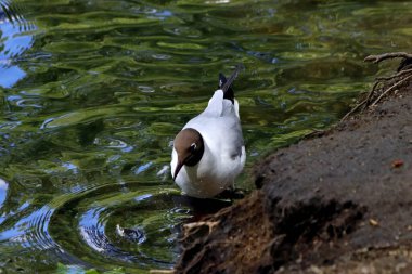 Güneşli bir bahar gününde, elma ağaçları, kiraz ağaçları, leylaklar, kırmızı, sarı ve ozan laleleri çiçek açar, insanlar köpeklerle parkta yürür, kargalar çimenlerde toplanır, ördekler ve martılar yüzer, serçeler ılık suda yıkanır, ve parkın Lanthorn manzarası açılır