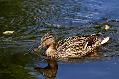 Güneşli bir bahar gününde, elma ağaçları, kiraz ağaçları, leylaklar, kırmızı, sarı ve ozan laleleri çiçek açar, insanlar köpeklerle parkta yürür, kargalar çimenlerde toplanır, ördekler ve martılar yüzer, serçeler ılık suda yıkanır, ve parkın Lanthorn manzarası açılır