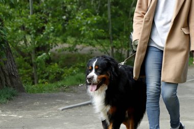 Güneşli bir bahar gününde, elma ağaçları, kiraz ağaçları, leylaklar, kırmızı, sarı ve ozan laleleri çiçek açar, insanlar köpeklerle parkta yürür, kargalar çimenlerde toplanır, ördekler ve martılar yüzer, serçeler ılık suda yıkanır, ve parkın Lanthorn manzarası açılır