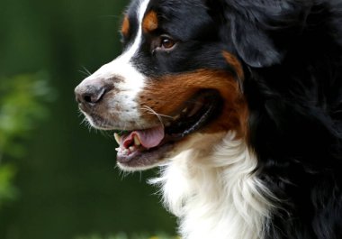 Güneşli bir bahar gününde, elma ağaçları, kiraz ağaçları, leylaklar, kırmızı, sarı ve ozan laleleri çiçek açar, insanlar köpeklerle parkta yürür, kargalar çimenlerde toplanır, ördekler ve martılar yüzer, serçeler ılık suda yıkanır, ve parkın Lanthorn manzarası açılır