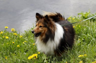 Güneşli bir bahar gününde, elma ağaçları, kiraz ağaçları, leylaklar, kırmızı, sarı ve ozan laleleri çiçek açar, insanlar köpeklerle parkta yürür, kargalar çimenlerde toplanır, ördekler ve martılar yüzer, serçeler ılık suda yıkanır, ve parkın Lanthorn manzarası açılır