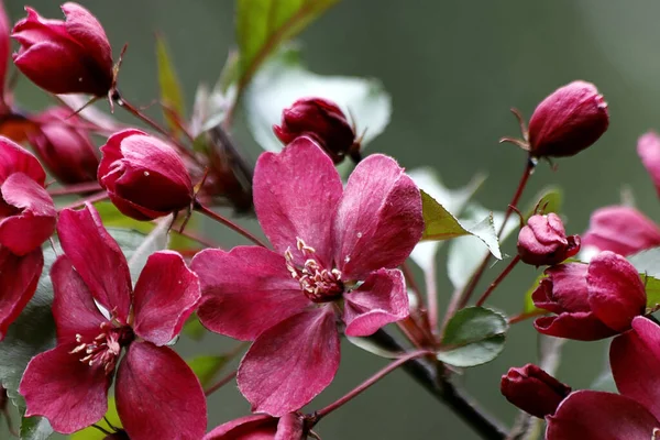 Güneşli bir bahar gününde, elma ağaçları, kiraz ağaçları, leylaklar, kırmızı, sarı ve ozan laleleri çiçek açar, insanlar köpeklerle parkta yürür, kargalar çimenlerde toplanır, ördekler ve martılar yüzer, serçeler ılık suda yıkanır, ve parkın Lanthorn manzarası açılır