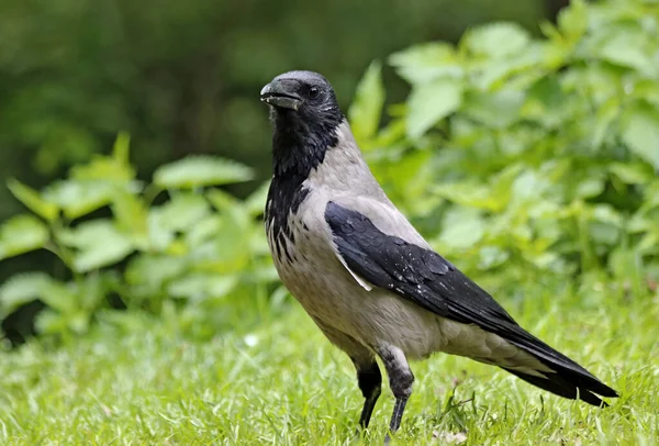 Güneşli bir bahar gününde, elma ağaçları, kiraz ağaçları, leylaklar, kırmızı, sarı ve ozan laleleri çiçek açar, insanlar köpeklerle parkta yürür, kargalar çimenlerde toplanır, ördekler ve martılar yüzer, serçeler ılık suda yıkanır, ve parkın Lanthorn manzarası açılır
