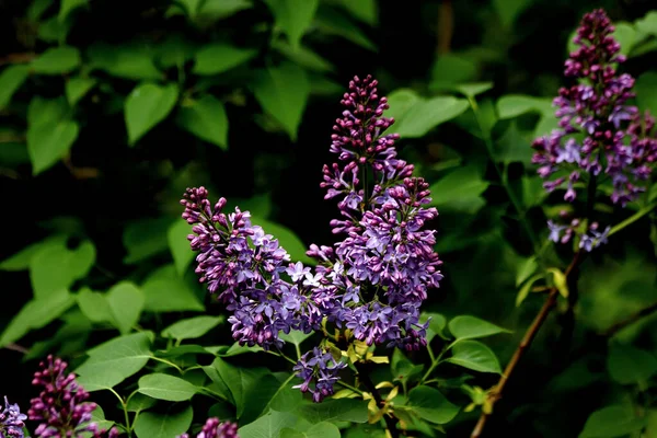 Güneşli bir bahar gününde, elma ağaçları, kiraz ağaçları, leylaklar, kırmızı, sarı ve ozan laleleri çiçek açar, insanlar köpeklerle parkta yürür, kargalar çimenlerde toplanır, ördekler ve martılar yüzer, serçeler ılık suda yıkanır, ve parkın Lanthorn manzarası açılır