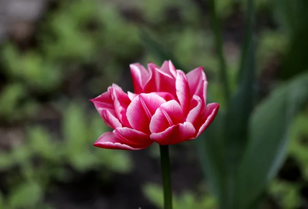 Dia Ensolarado Primavera Árvores Maçã Cerejeiras Lilases Vermelho Amarelo Bardo — Fotografia de Stock