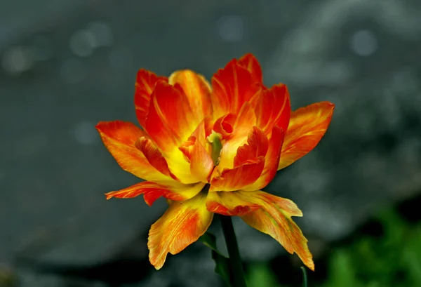 Dia Ensolarado Primavera Árvores Maçã Cerejeiras Lilases Vermelho Amarelo Bardo — Fotografia de Stock