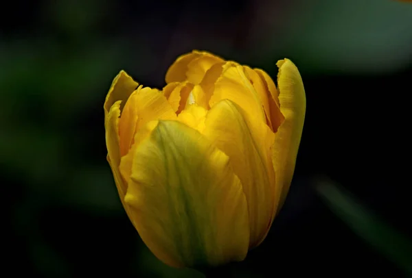 Napsütéses Tavaszi Napon Almafák Cseresznyefák Orgonák Vörös Sárga Bárd Tulipánok — Stock Fotó