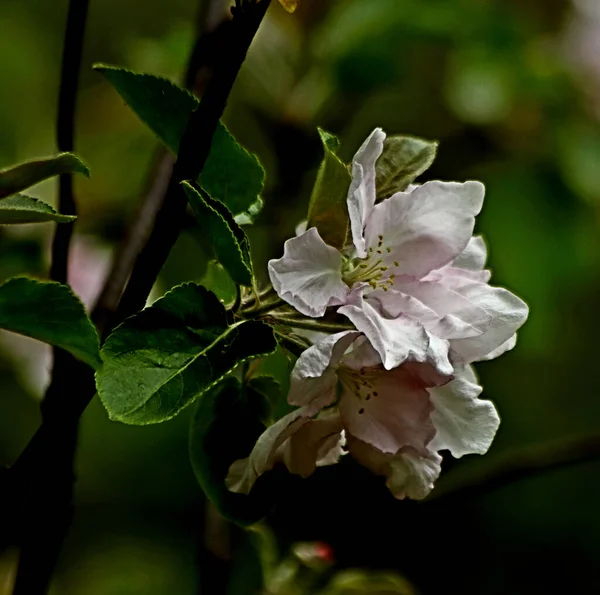 Einem Sonnigen Frühlingstag Blühen Apfelbäume Kirschbäume Flieder Rote Gelbe Und — Stockfoto