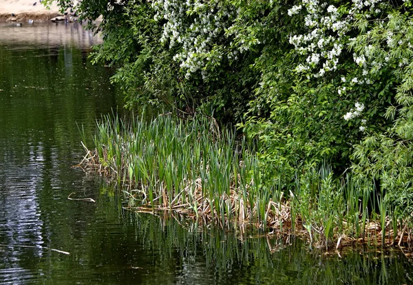 Güneşli bir bahar gününde, elma ağaçları, kiraz ağaçları, leylaklar, kırmızı, sarı ve ozan laleleri çiçek açar, insanlar köpeklerle parkta yürür, kargalar çimenlerde toplanır, ördekler ve martılar yüzer, serçeler ılık suda yıkanır, ve parkın Lanthorn manzarası açılır