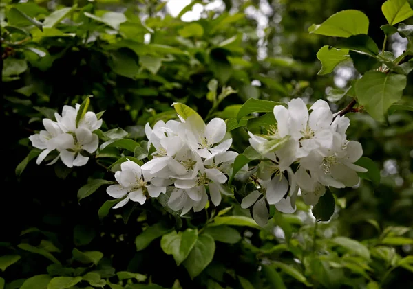 Güneşli bir bahar gününde, elma ağaçları, kiraz ağaçları, leylaklar, kırmızı, sarı ve ozan laleleri çiçek açar, insanlar köpeklerle parkta yürür, kargalar çimenlerde toplanır, ördekler ve martılar yüzer, serçeler ılık suda yıkanır, ve parkın Lanthorn manzarası açılır