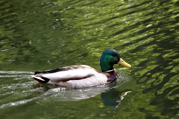 Güneşli bir bahar gününde, elma ağaçları, kiraz ağaçları, leylaklar, kırmızı, sarı ve ozan laleleri çiçek açar, insanlar köpeklerle parkta yürür, kargalar çimenlerde toplanır, ördekler ve martılar yüzer, serçeler ılık suda yıkanır, ve parkın Lanthorn manzarası açılır