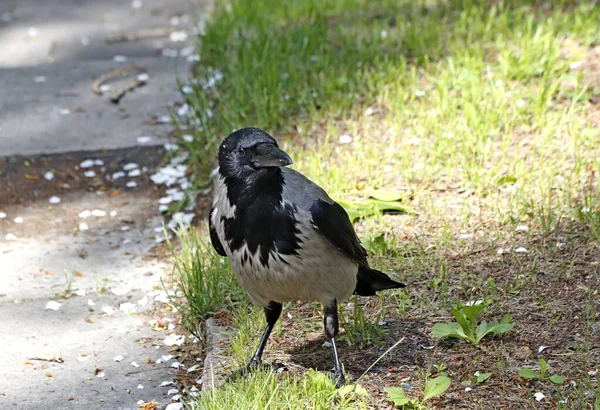 Par Une Journée Ensoleillée Printemps Les Pommiers Les Cerisiers Les — Photo