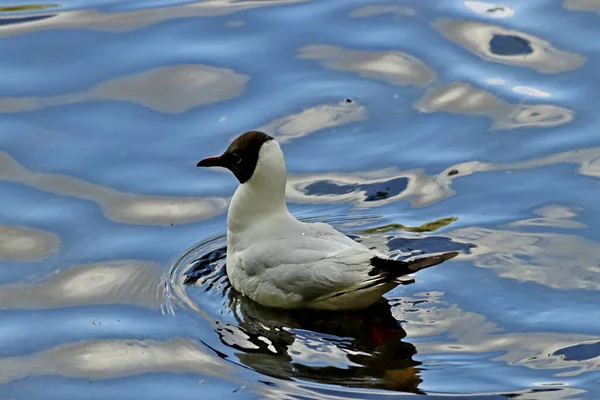 On a Sunny spring day, Apple trees, cherry trees, lilacs, red, yellow and bard tulips bloom, people walk around the Park with dogs, crows gather on the lawns, ducks and gulls swim, sparrows bathe in warm water, and lanthorn views of the Park open