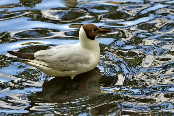 Güneşli bir bahar gününde, elma ağaçları, kiraz ağaçları, leylaklar, kırmızı, sarı ve ozan laleleri çiçek açar, insanlar köpeklerle parkta yürür, kargalar çimenlerde toplanır, ördekler ve martılar yüzer, serçeler ılık suda yıkanır, ve parkın Lanthorn manzarası açılır