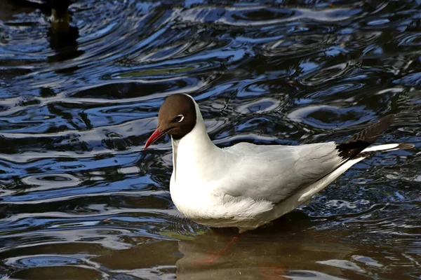Güneşli bir bahar gününde, elma ağaçları, kiraz ağaçları, leylaklar, kırmızı, sarı ve ozan laleleri çiçek açar, insanlar köpeklerle parkta yürür, kargalar çimenlerde toplanır, ördekler ve martılar yüzer, serçeler ılık suda yıkanır, ve parkın Lanthorn manzarası açılır