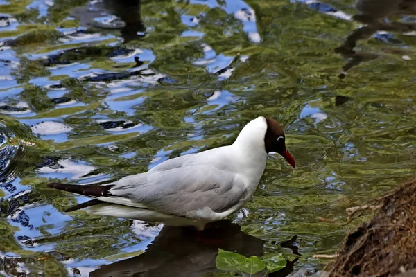 Güneşli bir bahar gününde, elma ağaçları, kiraz ağaçları, leylaklar, kırmızı, sarı ve ozan laleleri çiçek açar, insanlar köpeklerle parkta yürür, kargalar çimenlerde toplanır, ördekler ve martılar yüzer, serçeler ılık suda yıkanır, ve parkın Lanthorn manzarası açılır
