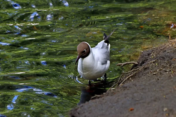 Güneşli bir bahar gününde, elma ağaçları, kiraz ağaçları, leylaklar, kırmızı, sarı ve ozan laleleri çiçek açar, insanlar köpeklerle parkta yürür, kargalar çimenlerde toplanır, ördekler ve martılar yüzer, serçeler ılık suda yıkanır, ve parkın Lanthorn manzarası açılır