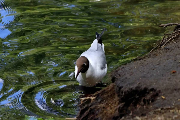 Güneşli bir bahar gününde, elma ağaçları, kiraz ağaçları, leylaklar, kırmızı, sarı ve ozan laleleri çiçek açar, insanlar köpeklerle parkta yürür, kargalar çimenlerde toplanır, ördekler ve martılar yüzer, serçeler ılık suda yıkanır, ve parkın Lanthorn manzarası açılır