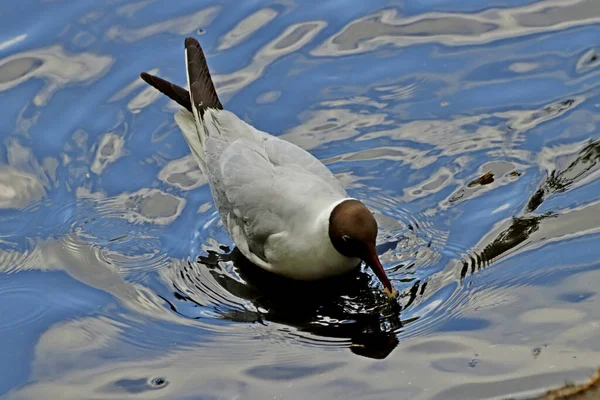 Güneşli bir bahar gününde, elma ağaçları, kiraz ağaçları, leylaklar, kırmızı, sarı ve ozan laleleri çiçek açar, insanlar köpeklerle parkta yürür, kargalar çimenlerde toplanır, ördekler ve martılar yüzer, serçeler ılık suda yıkanır, ve parkın Lanthorn manzarası açılır