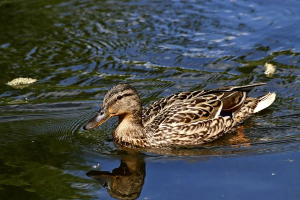 Güneşli bir bahar gününde, elma ağaçları, kiraz ağaçları, leylaklar, kırmızı, sarı ve ozan laleleri çiçek açar, insanlar köpeklerle parkta yürür, kargalar çimenlerde toplanır, ördekler ve martılar yüzer, serçeler ılık suda yıkanır, ve parkın Lanthorn manzarası açılır
