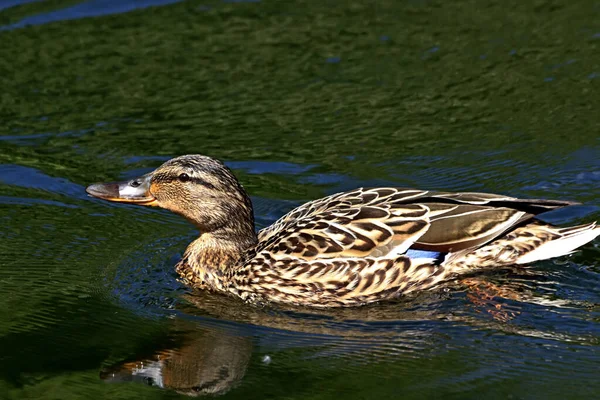 Güneşli bir bahar gününde, elma ağaçları, kiraz ağaçları, leylaklar, kırmızı, sarı ve ozan laleleri çiçek açar, insanlar köpeklerle parkta yürür, kargalar çimenlerde toplanır, ördekler ve martılar yüzer, serçeler ılık suda yıkanır, ve parkın Lanthorn manzarası açılır