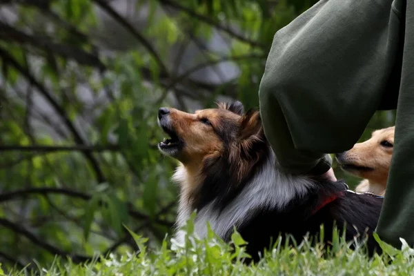 Güneşli bir bahar gününde, elma ağaçları, kiraz ağaçları, leylaklar, kırmızı, sarı ve ozan laleleri çiçek açar, insanlar köpeklerle parkta yürür, kargalar çimenlerde toplanır, ördekler ve martılar yüzer, serçeler ılık suda yıkanır, ve parkın Lanthorn manzarası açılır