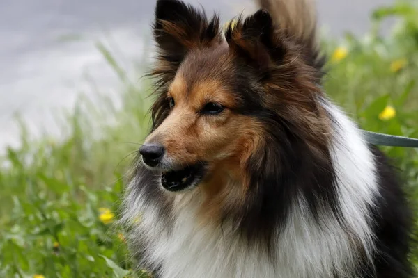 Güneşli bir bahar gününde, elma ağaçları, kiraz ağaçları, leylaklar, kırmızı, sarı ve ozan laleleri çiçek açar, insanlar köpeklerle parkta yürür, kargalar çimenlerde toplanır, ördekler ve martılar yüzer, serçeler ılık suda yıkanır, ve parkın Lanthorn manzarası açılır