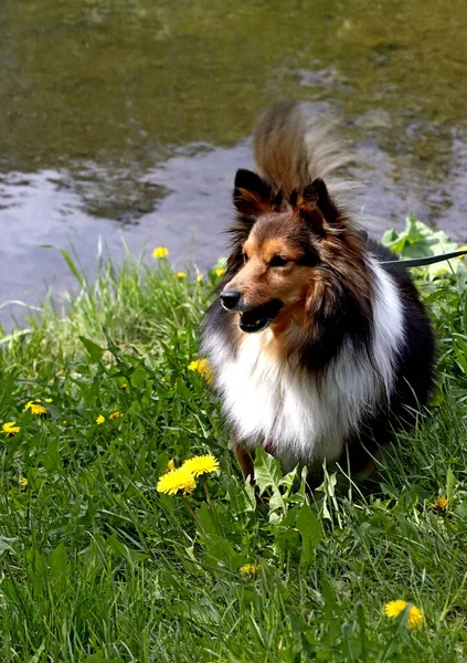 Een Zonnige Lentedag Bloeien Appelbomen Kersenbomen Seringen Rode Gele Bard — Stockfoto