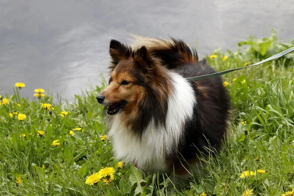 Güneşli bir bahar gününde, elma ağaçları, kiraz ağaçları, leylaklar, kırmızı, sarı ve ozan laleleri çiçek açar, insanlar köpeklerle parkta yürür, kargalar çimenlerde toplanır, ördekler ve martılar yüzer, serçeler ılık suda yıkanır, ve parkın Lanthorn manzarası açılır