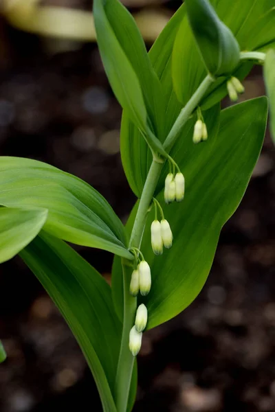 Par Une Journée Ensoleillée Printemps Les Pommiers Les Cerisiers Les — Photo