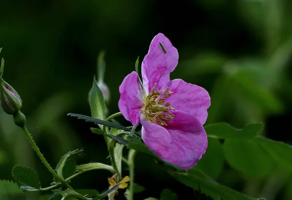 Dia Ensolarado Primavera Árvores Maçã Cerejeiras Lilases Vermelho Amarelo Bardo — Fotografia de Stock