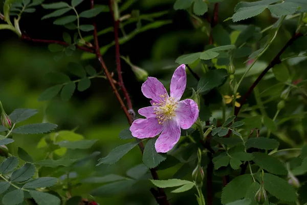 Een Zonnige Lentedag Bloeien Appelbomen Kersenbomen Seringen Rode Gele Bard — Stockfoto