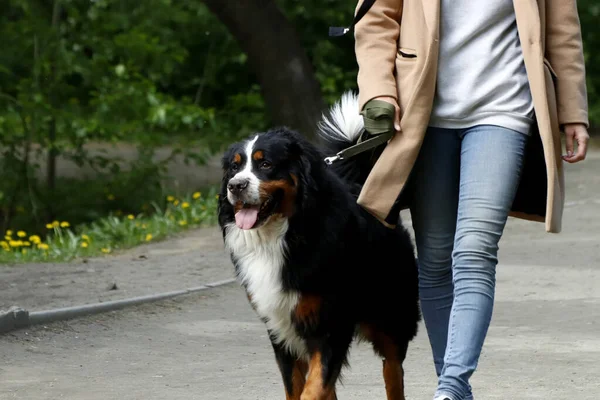 晴れた春の日には リンゴの木 ライラック 鳥のチューリップが咲き 犬と一緒に公園を歩き 芝生の上でカラスが集まり アヒルやカモメが泳ぎ 雀が暖かい水に浸かり 公園のランソーンビューが開きます ストック写真