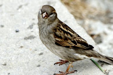 Güneşli bir günde, ağaçlar açar, ayva, çimenlerde çiçekler, kırmızı, sarı ve ozan, insanlar köpeklerle yürür, kuşlar çimenlerde toplanır, ördekler ve martılar yüzer, serçeler güneşte güneşlenir, çok sayıda arı, sinek, çiçek üzerinde böcekler vardır.
