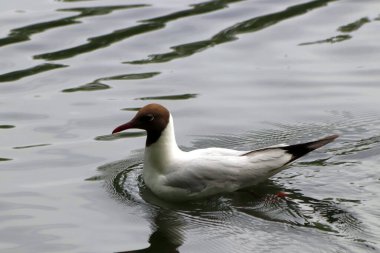 Güneşli bir günde, ağaçlar açar, ayva, çimenlerde çiçekler, kırmızı, sarı ve ozan, insanlar köpeklerle yürür, kuşlar çimenlerde toplanır, ördekler ve martılar yüzer, serçeler güneşte güneşlenir, çok sayıda arı, sinek, çiçek üzerinde böcekler vardır.